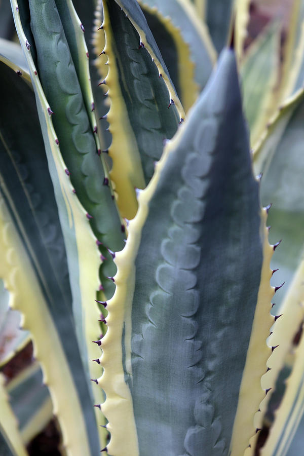 Agave Plant Abstract Photograph by David T Wilkinson
