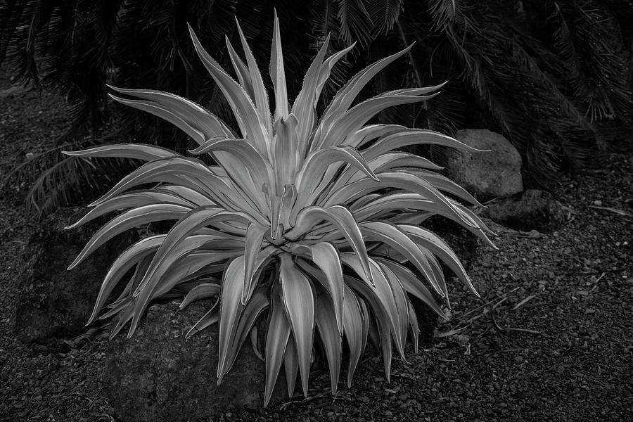 Agave Plant Photograph by Catherine Reading