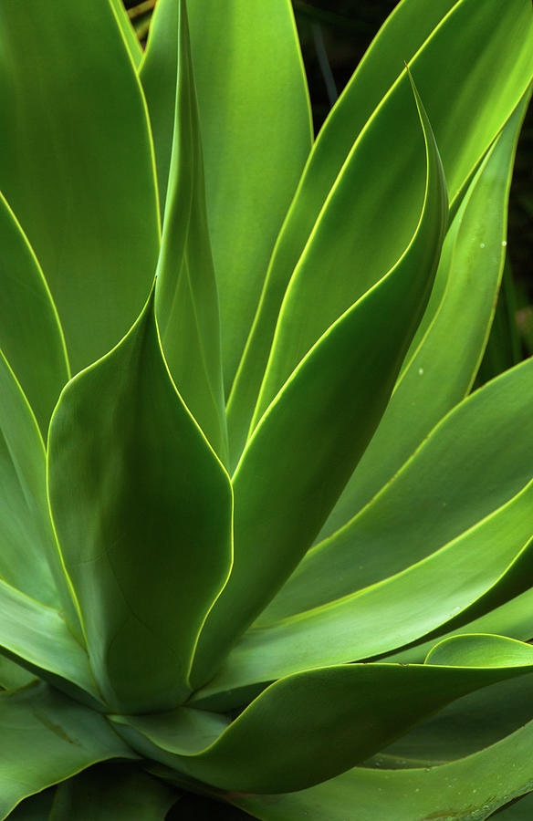Agave Plant Photograph by Dallas Stribley