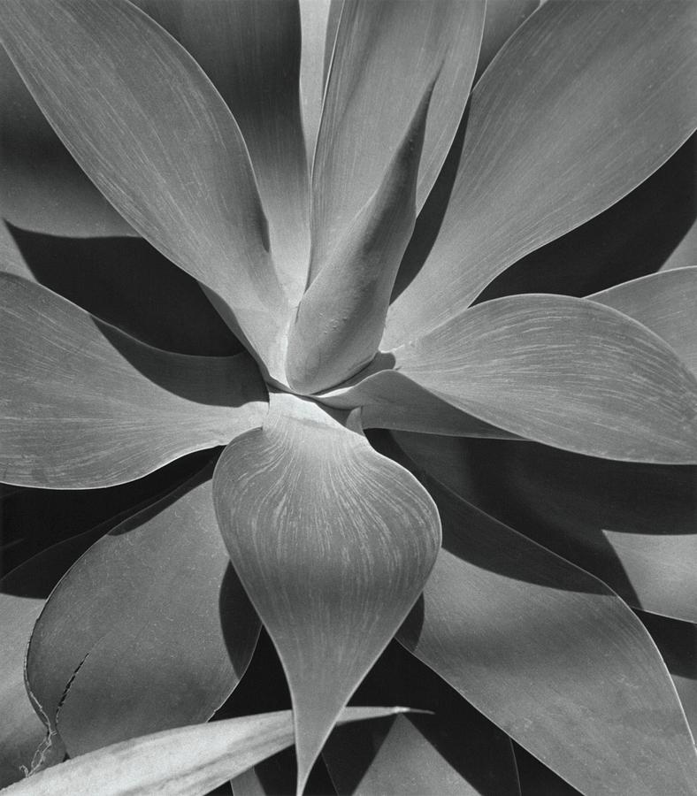 Agave Plant Leaves Photograph by Horst P Horst