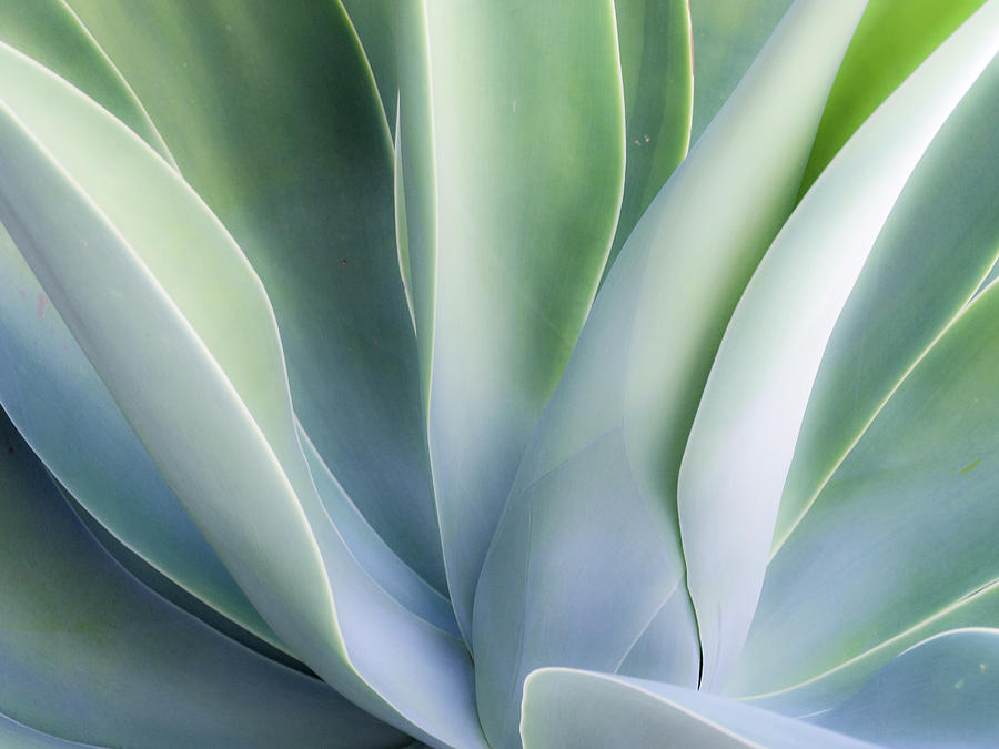 Agave Plant Photograph by Melinda Podor