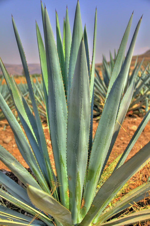 Agave Plant Photograph by Showing The World ..