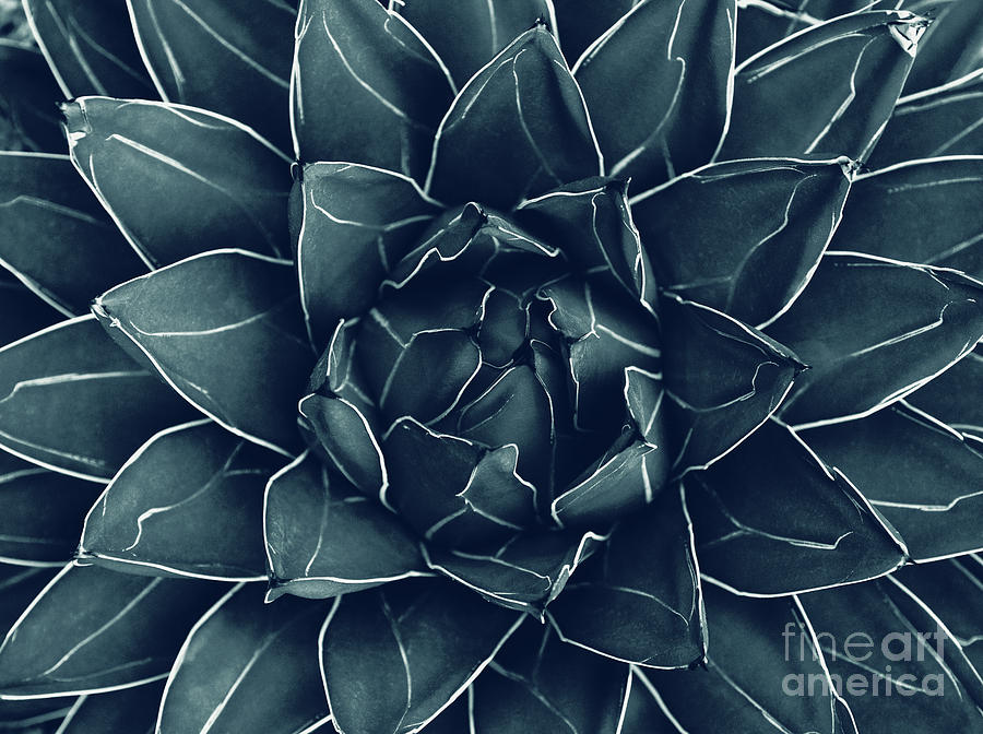 Nature Mixed Media - Agave Queen Succulent #1 #tropical #decor #art by Anitas and Bellas Art