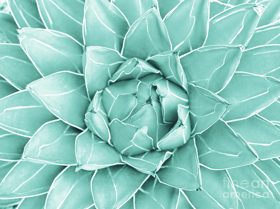 Nature Photograph - Agave Queen Succulent #2 #tropical #decor #art by Anitas and Bellas Art