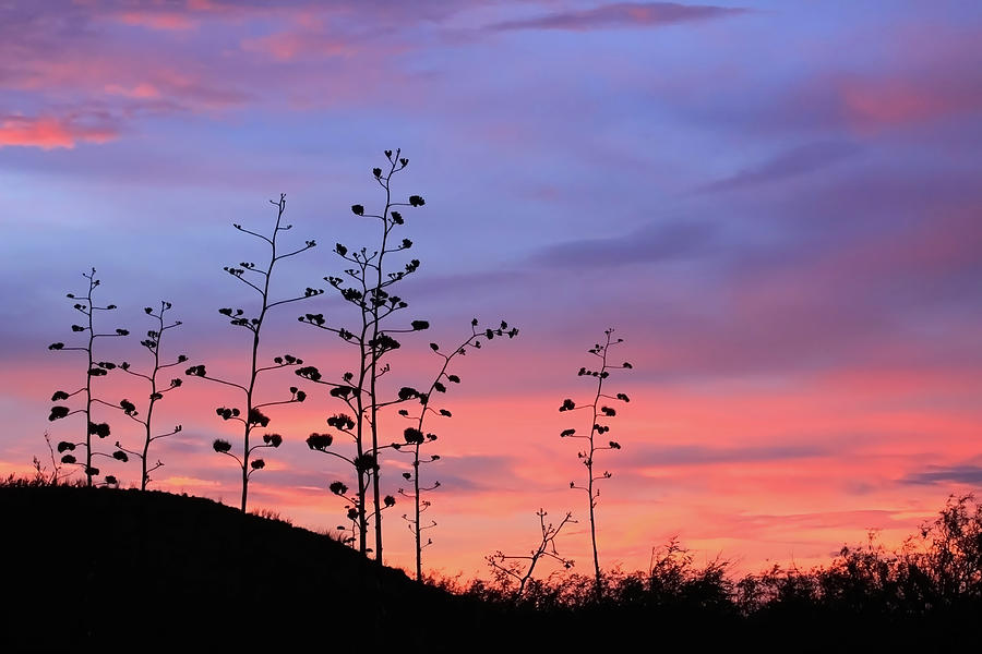 Agave Sunset 1 Photograph by Dawn Richards