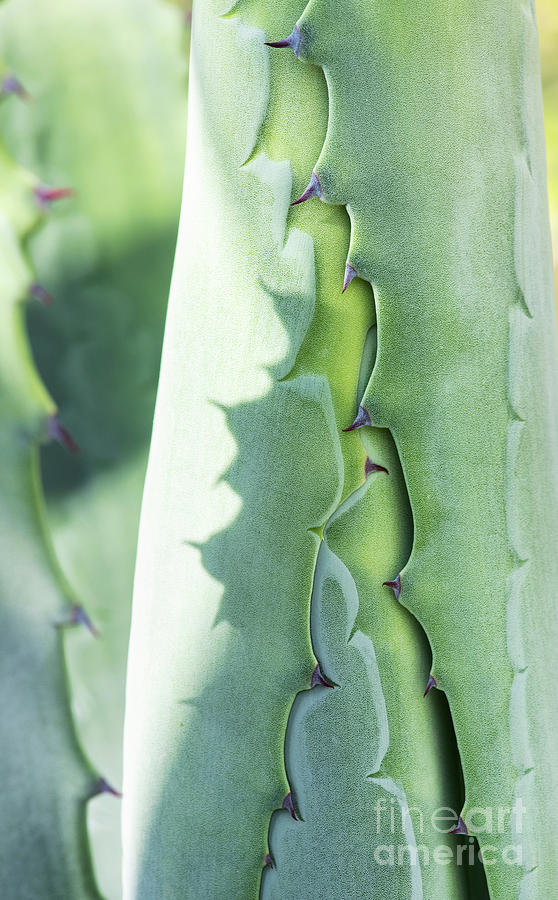 Agave Foliage Opening Photograph by Tim Gainey