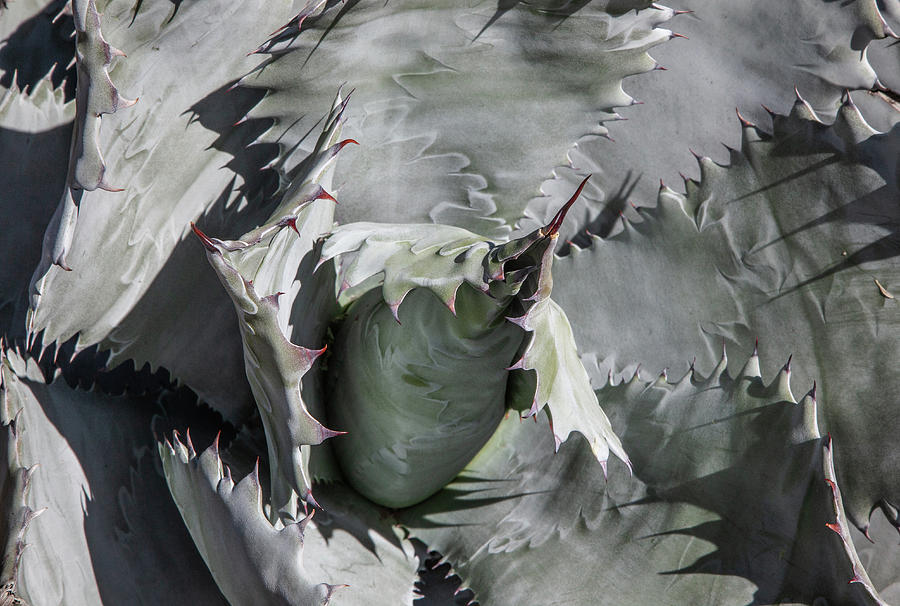 Agave Universe by Lon Dittrick Agave Universe by Lon Dittrick