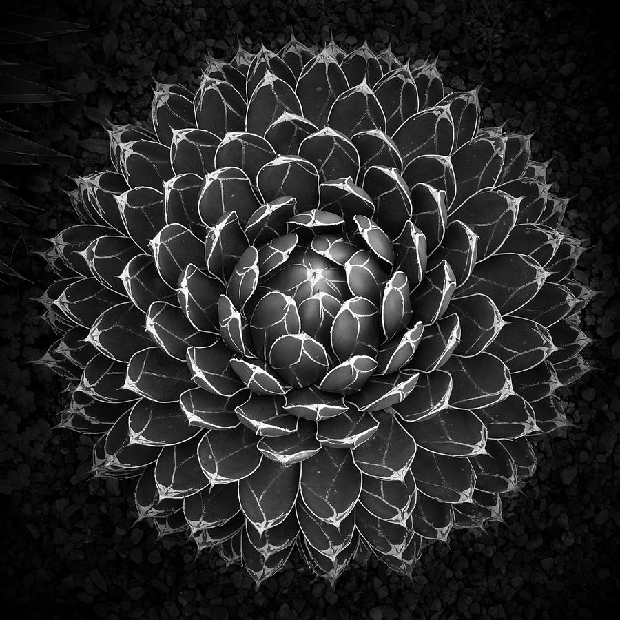 Black And White Photograph - Agave Victoria by Moises Levy