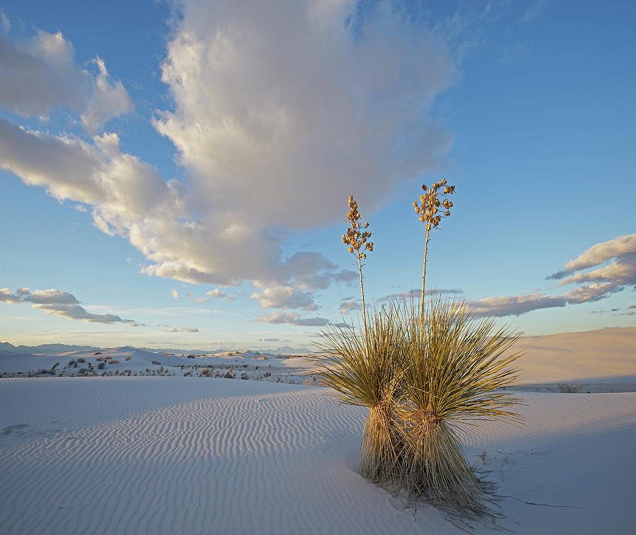 Agave, White Sands Nm, New Mexico Photograph by Tim Fitzharris