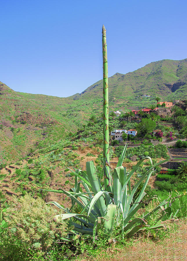 Agave with flower spear in Masca by Sun Travels Agave with flower spear in Masca by Sun Travels