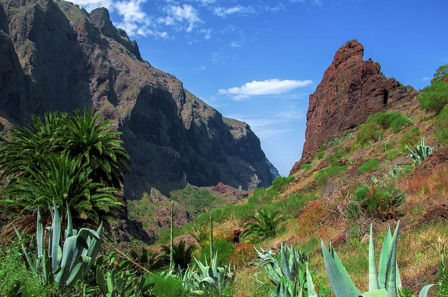 Agaves in the mountains of the Teno massif by Sun Travels Agaves in the mountains of the Teno massif by Sun Travels