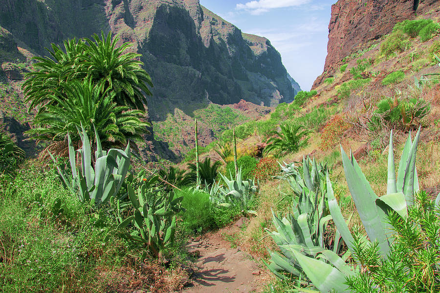 Agaves in the Teno massif by Sun Travels Agaves in the Teno massif by Sun Travels