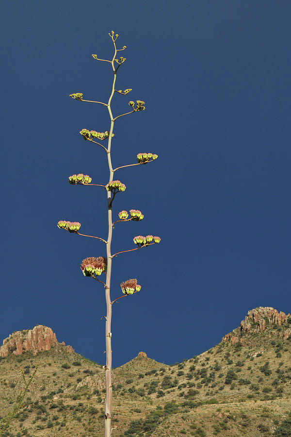 Agave and Pinnacles Photograph by Tom Daniel