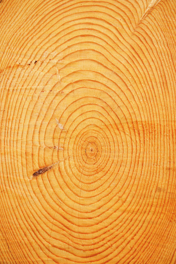 Age Rings In A Hardwood Tree Trunk Photograph by Tom Grill