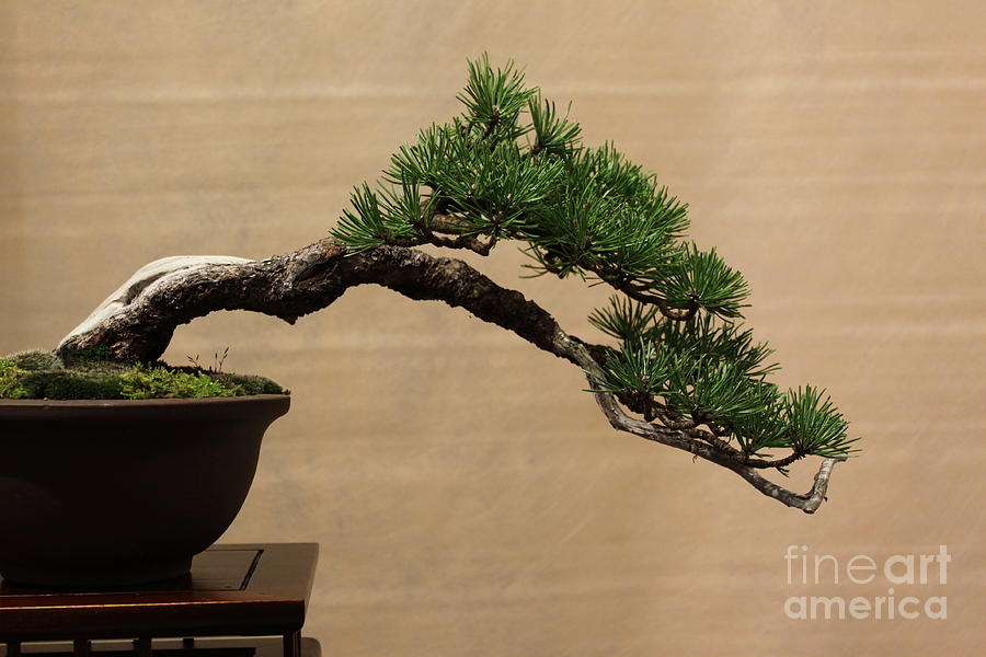 Aged bonsai pine Photograph by Riccardo Mottola