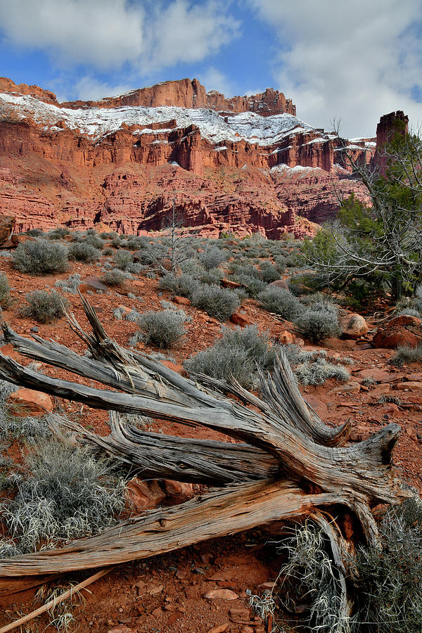 Aged Fallen Juniper Tree Beneath Fisher Towers in Utah Photograph by Ray Mathis