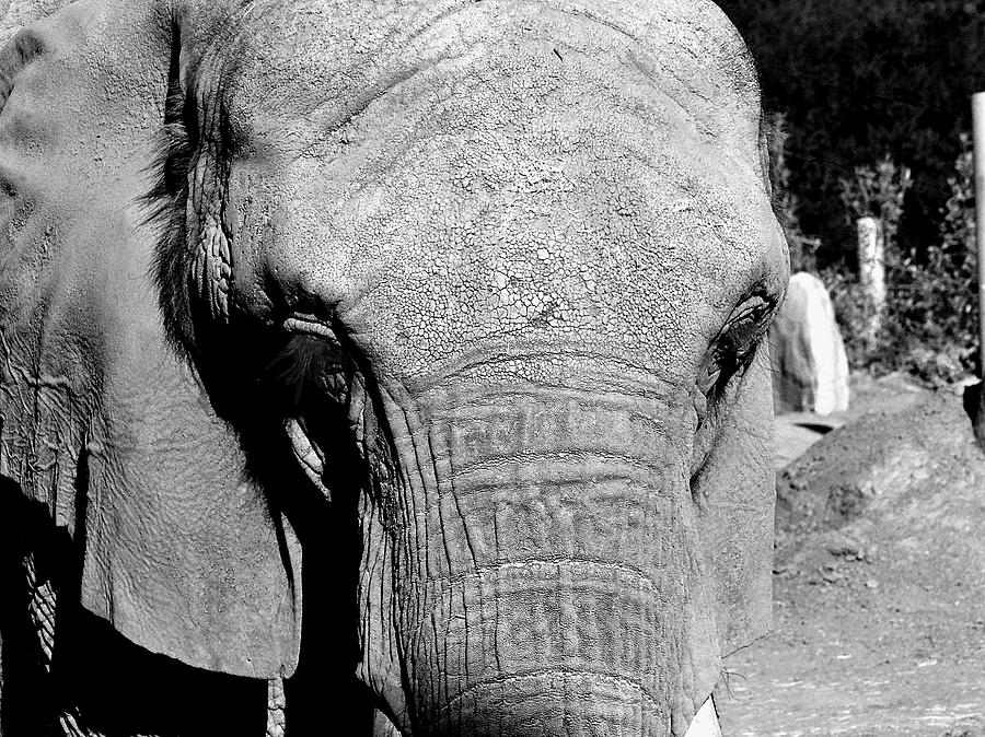 Aged Friend - Elephant Photograph by Glenn McCarthy Art and Photography