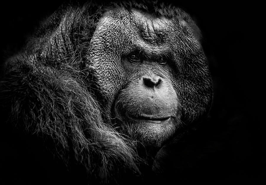 Aged Orangutan Photograph by Erik Nainggolan - Fine Art America