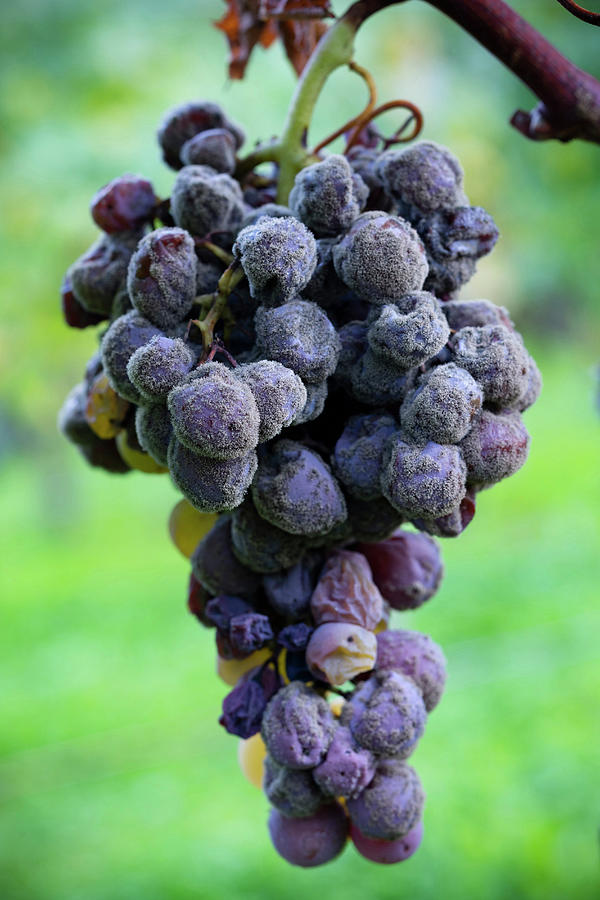 Aged Semillon Grapes Digital Art by Massimo Ripani