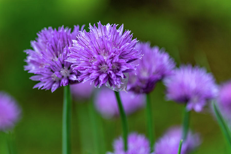 Chives Photograph