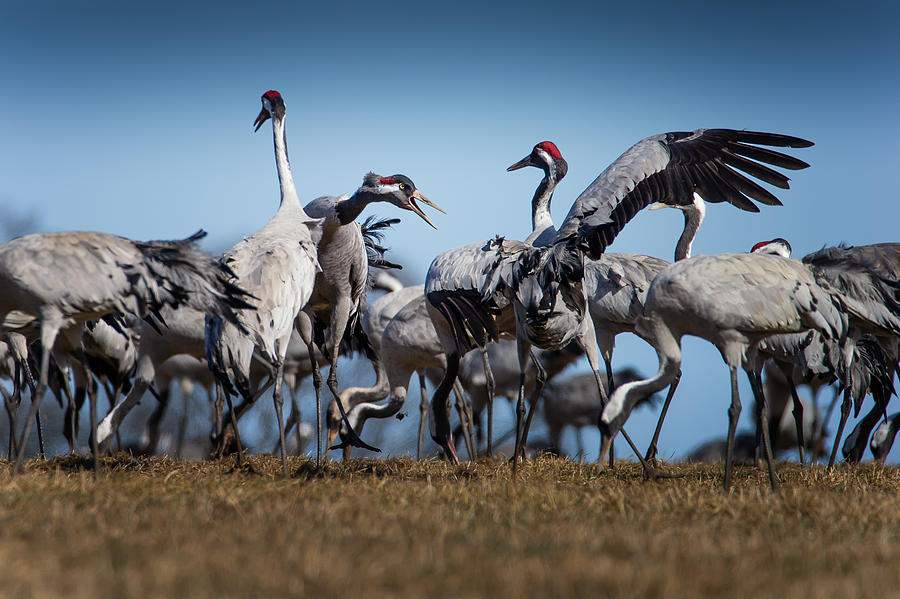 Aggressive Photograph by Benny Pettersson - Fine Art America