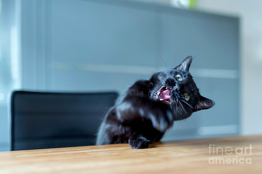 Male cat deals aggressive towards female