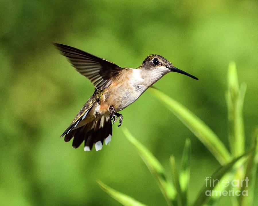 Agile Ruby-throated Hummingbird Photograph