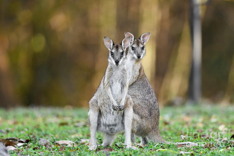 Agile Wallabies Photograph by Dr P. Marazzi/science Photo Library