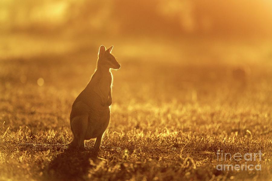 Nature Photograph - Agile Wallaby At Sunset by Dr P. Marazzi/science Photo Library
