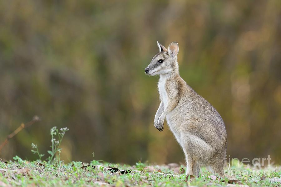 Agile Wallaby Photograph by Dr P. Marazzi/science Photo Library