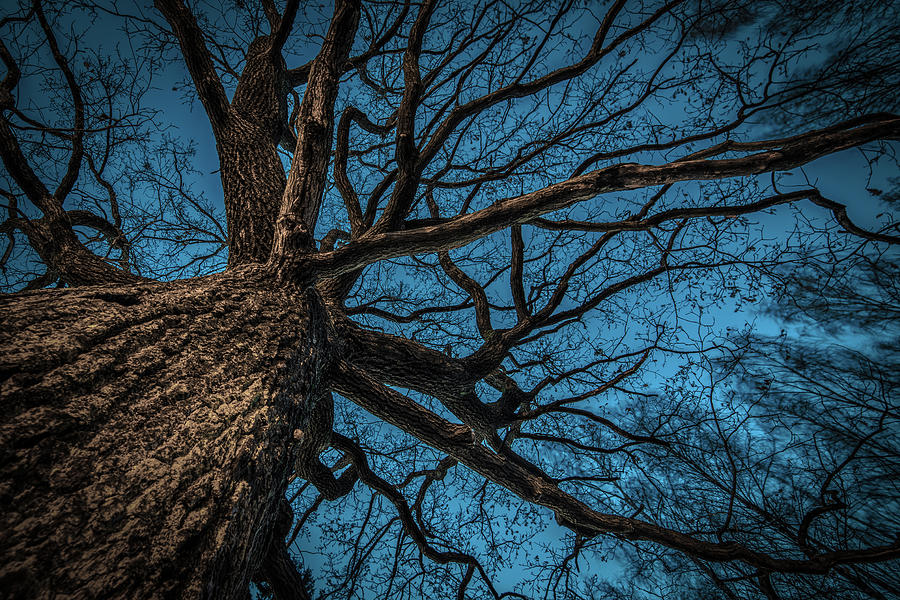 Aging Branches Photograph by Tore Thiis Fjeld