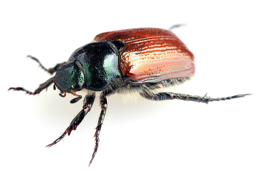 Agonum beetle close-up Photograph by Paul Cowan
