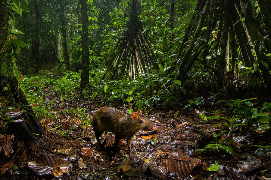 Agouti In The Rainforest, Mamoni Valley Photograph by Sebastian Kennerknecht