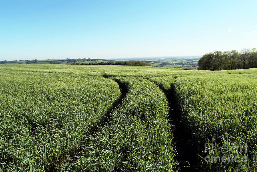 Agricultural Field Photograph by Uk Crown Copyright Courtesy Of Fera ...