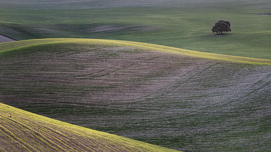 Cereal Photograph - Agricultural Landscape In Andalusia by Lucia Gamez