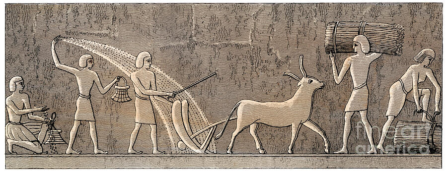 Agriculture In Ancient Egypt Peasants Sowing, Plowing And Recuding ...