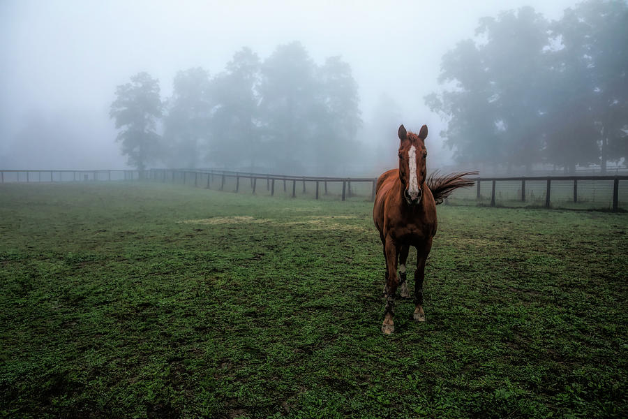 Ahead Of the Fog Photograph by Jackie Sajewski