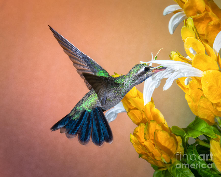 Ahhh.... Nectar Photograph by Lisa Manifold
