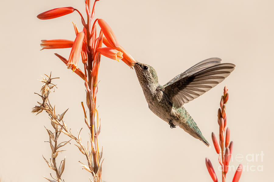 AHhhhh... Nectar by Lisa Manifold AHhhhh... Nectar by Lisa Manifold