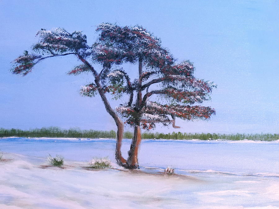 Ahus pine by Bernd Hau Ahus pine by Bernd Hau
