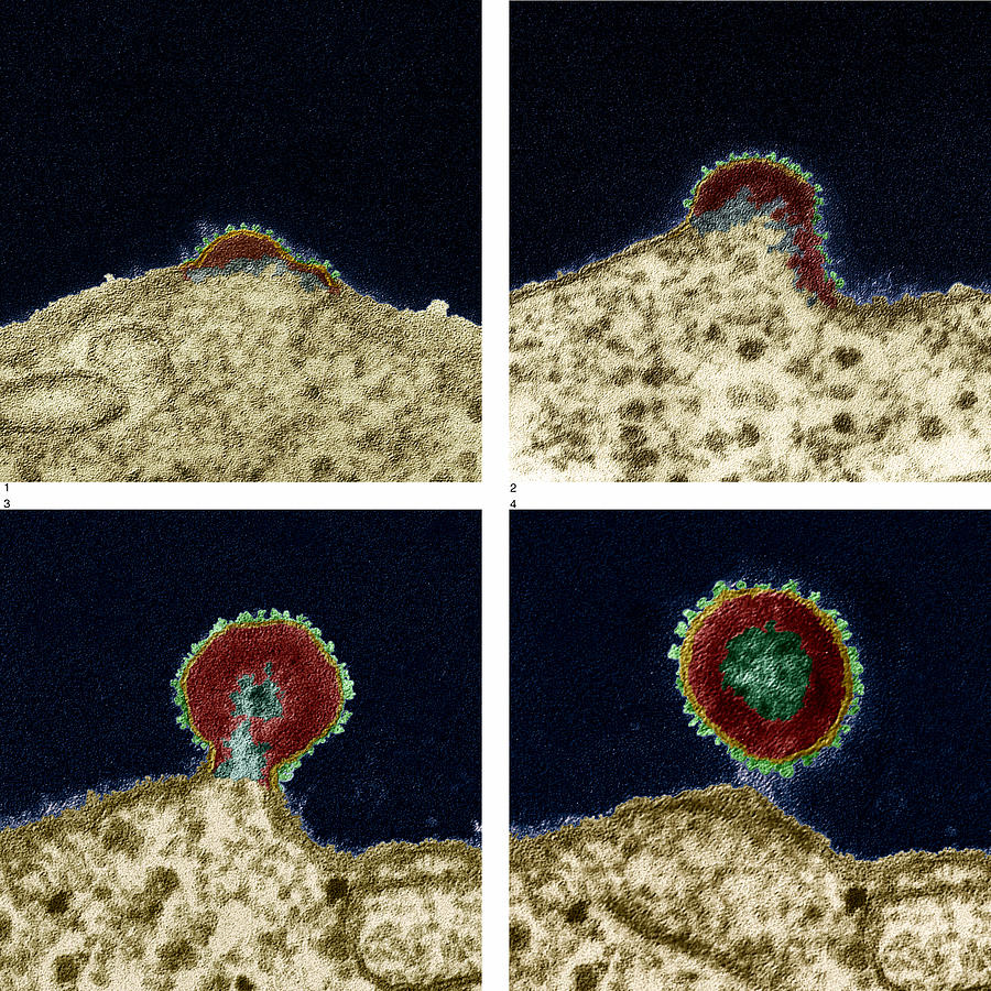 Aids Virus Budding From T-lymphocyte Tem Photograph by Oliver Meckes EYE OF SCIENCE