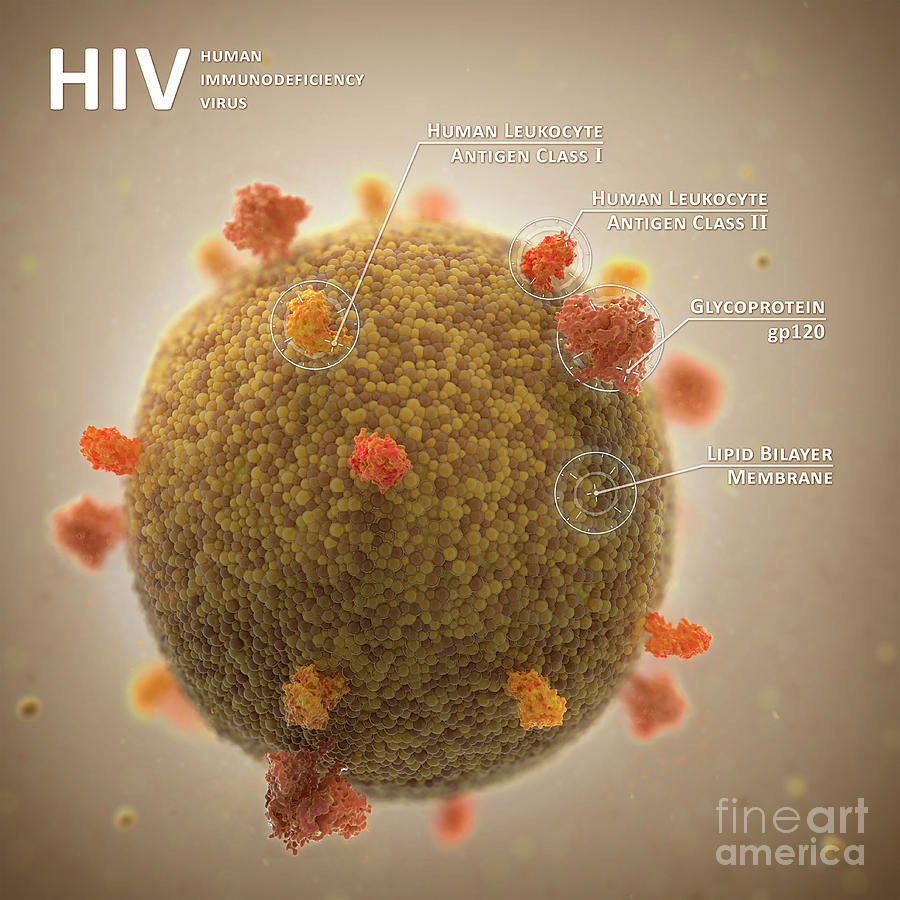 Aids Photograph - Aids Virus Particle by Singlecell Animation Llc/science Photo Library