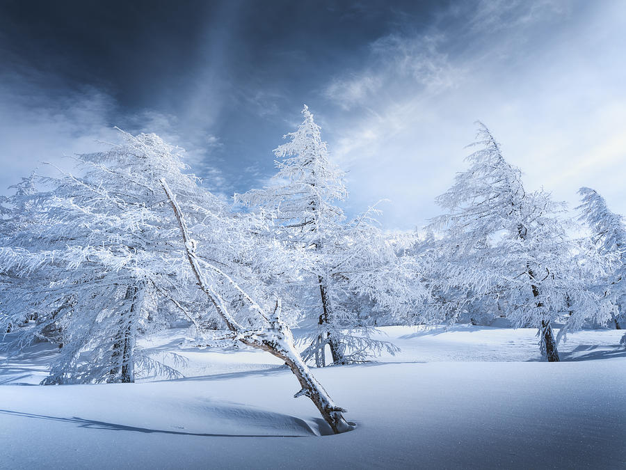 Aiming Direction Photograph By Masaki Sugita - Fine Art America