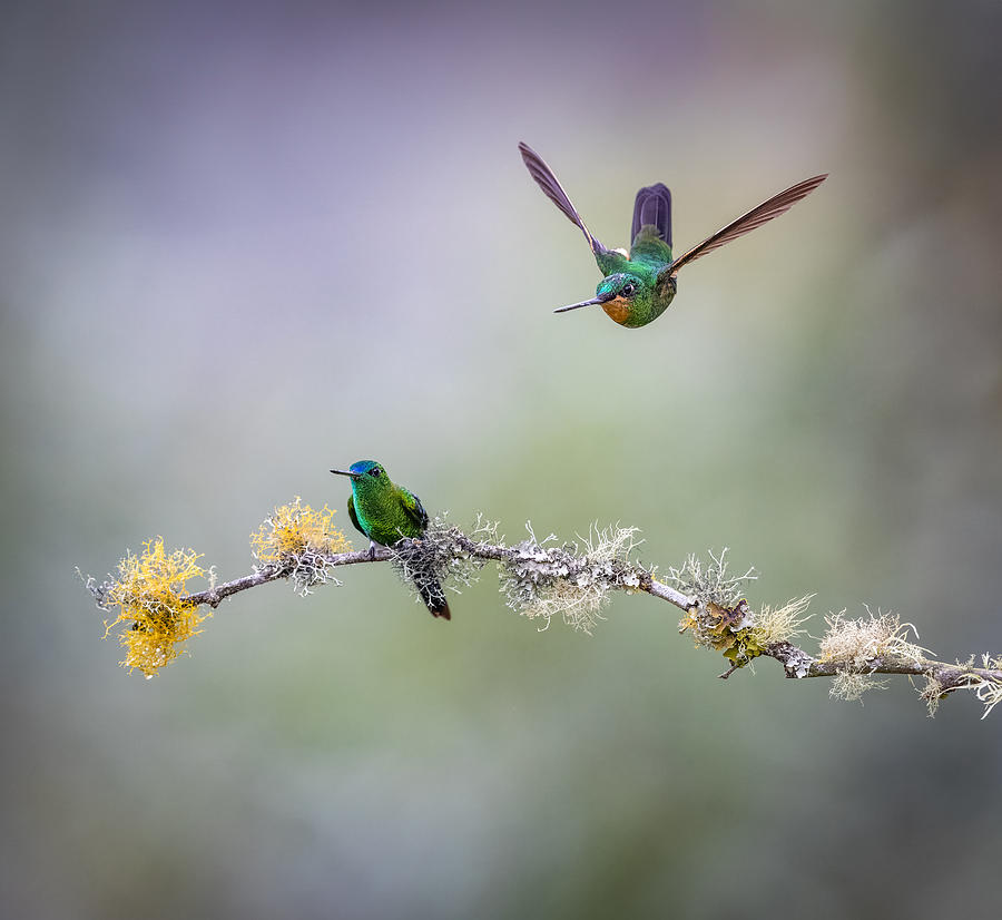Nature Photograph - Aiming by Eugene Zhu