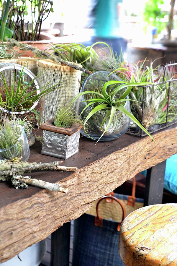 Air Plants In Various Containers As Balcony Garden Photograph by Great Stock!