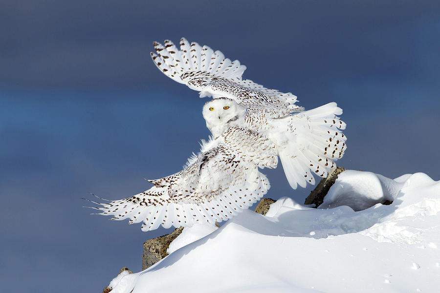 Air Snowy - Snowy Owl Photograph by Jim Cumming