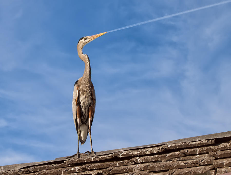 Heron Photograph - Air Traffic Control System by Briana K