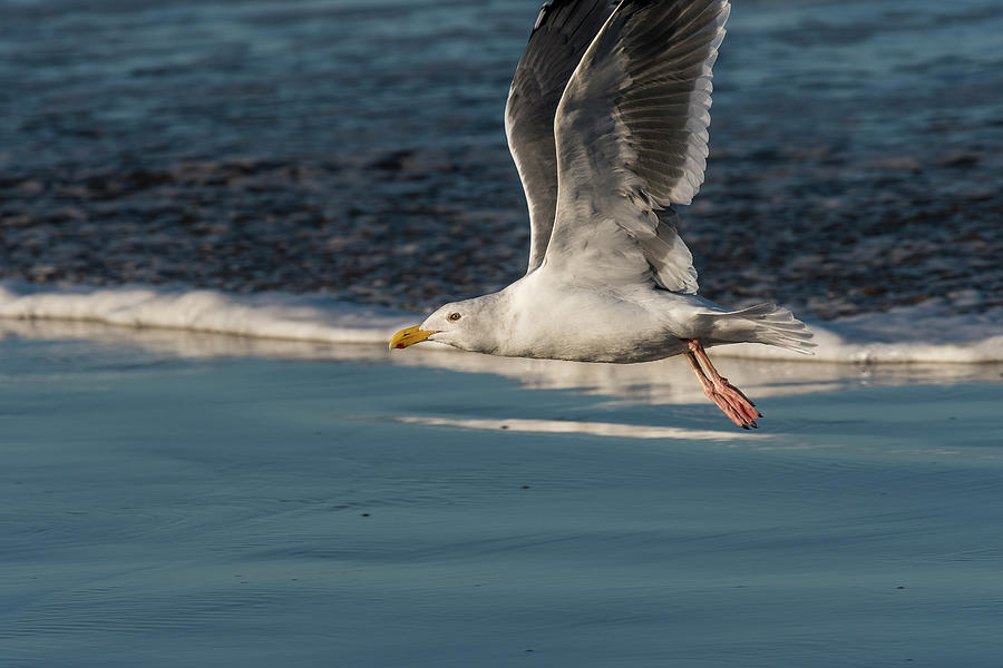 Airborne Wings by Robert Potts Airborne Wings by Robert Potts