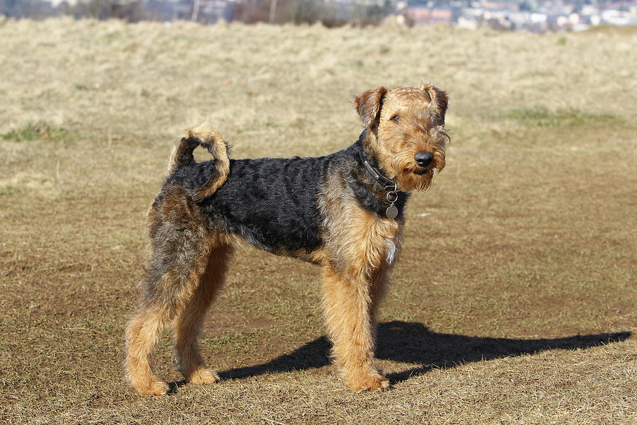 Airedale Terrier 25 Photograph by Bob Langrish - Pixels