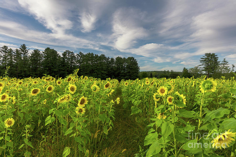 Sunflowers Photograph - Aisle of Sunshine by David Harwood